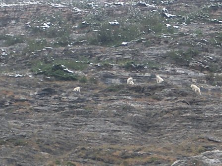 Canada Mountain Goats