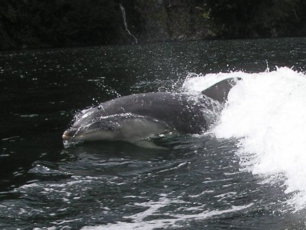 Neuseeland Doubtful Sound Delfin
