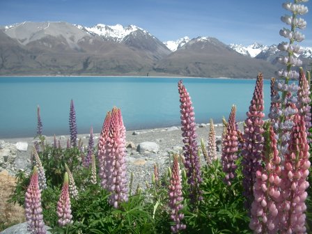 Neuseeland Lake Pukaki