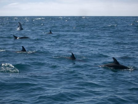 Neuseeland Delfin Schwimmen