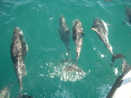 Neuseeland Kaikura Delfine