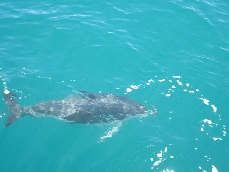 Neuseeland Fischen Picton