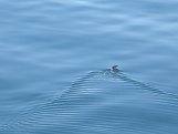Pinguin