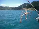 Angeltour Picton
