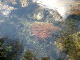 Pupu Springs