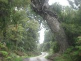 Karamea