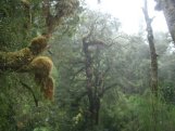 Karamea