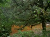 Karamea