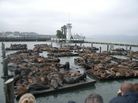 Usa San Francisco fishermans wharf