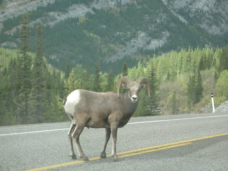 Canada Bighorn Sheep