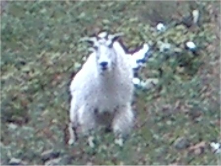 Canada Mountain Goat