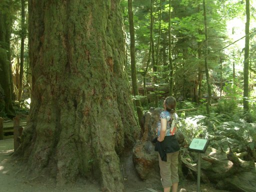 Canada Cathedral Grove