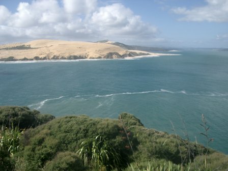 Neuseeland Kauri