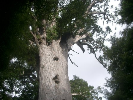 Neuseeland Kauri