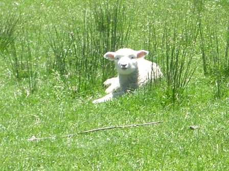 Neuseeland Schaf