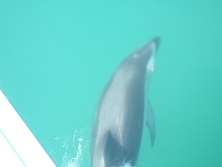 Neuseeland Delfin