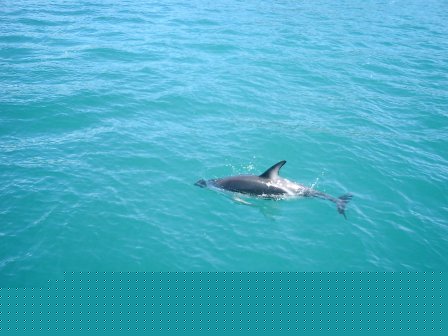 Neuseeland Angeln Picton