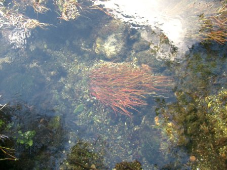 Neuseeland Pupu Springs