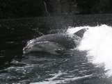 Doubtful Sound Delfin