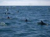 Delfin Schwimmen