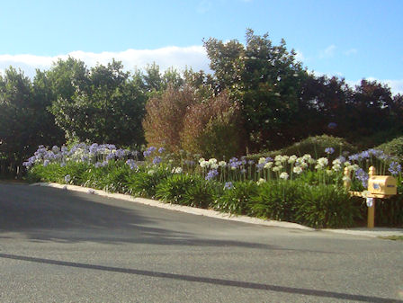 Flowers - Neuseeland 2010