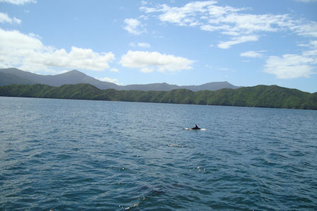 Bottlenose Dolfins - Neuseeland 2010