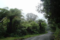 New Zealand Fern trees