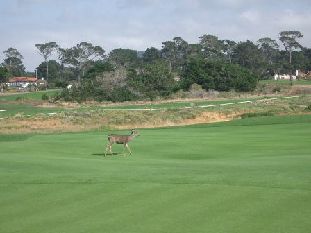 Usa Pebble Beach